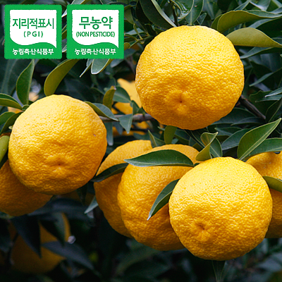 [대과] 무농약인증 고흥 햇 유자 5KG
