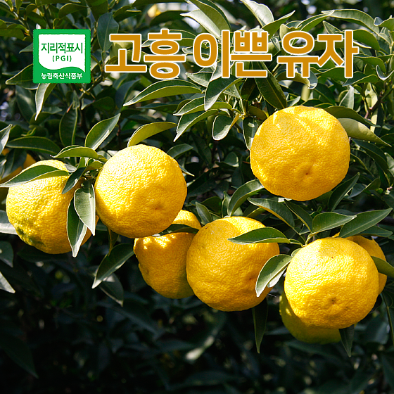 고흥 유자 5KG [ 특과 - 최상품 ]